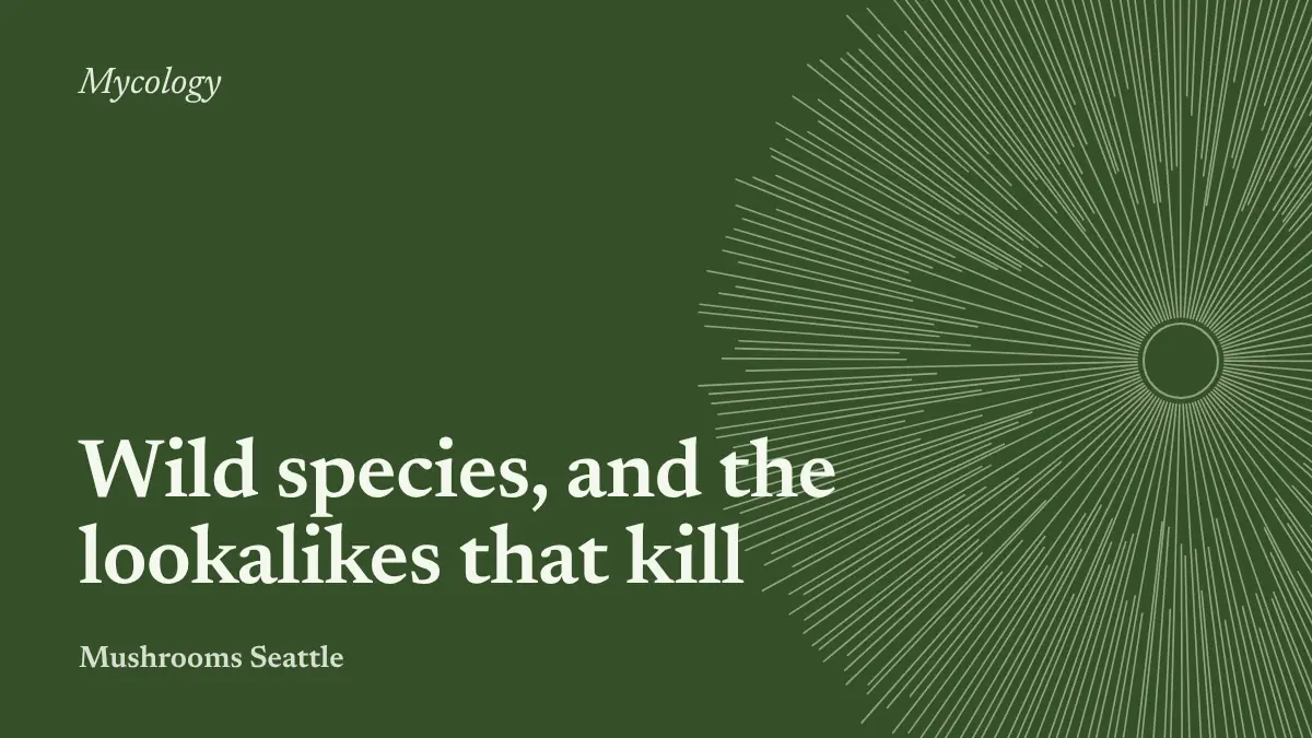 Spore-print illustration with the words: Wild species, and the lookalikes that kill